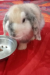 Holland Lop Rabbits